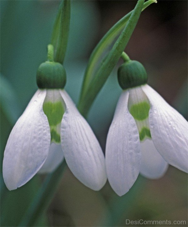 Adorable Elwes’s Snowdrop Flowers