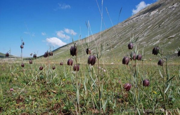 Adorable Fritillaria Montana Flowers