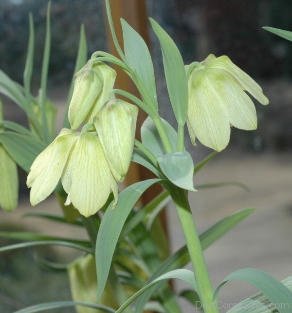 Adorable Fritillaria Pallidiflora Flowers