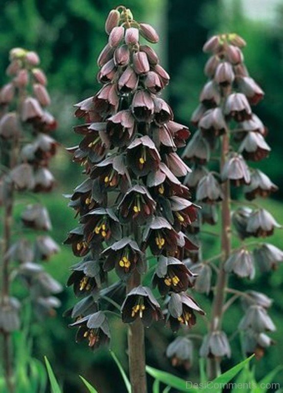 Adorable Fritillaria Persica Flowers