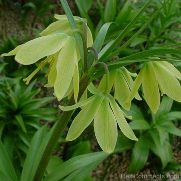 Adorable Fritillaria Raddeana Flowers