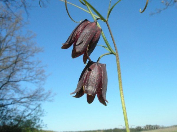 Adorable Fritillaria Ruthenica Flowers-kju601DC0010