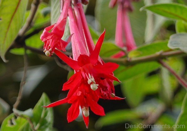 Adorable Fuchsia Boliviana Flowers-bgh5601DCDESI26