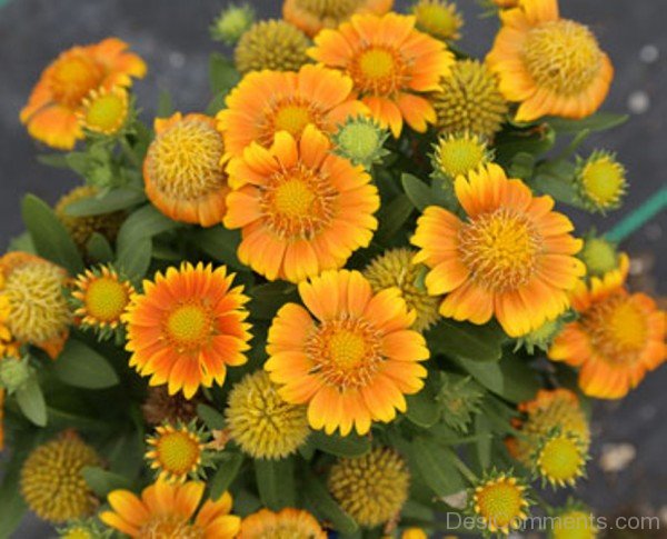 Adorable Gaillardia X Grandiflora Flowers-lkg101DCDEsi08