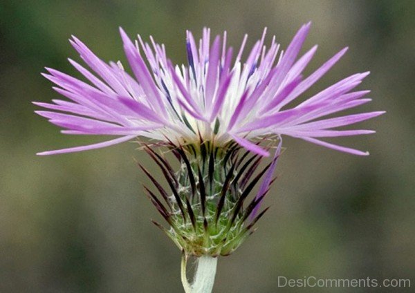 Adorable Galactites Tomentosa Flower-tub2301DC0711