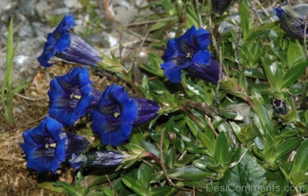 Adorable Gentiana Clusii Flowers