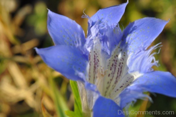 Adorable Gentiana Paradoxa