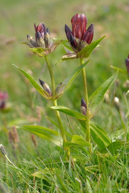 Adorable Gentiana Purpurea