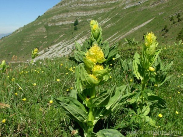 Adorable Giant Yellow Gentian