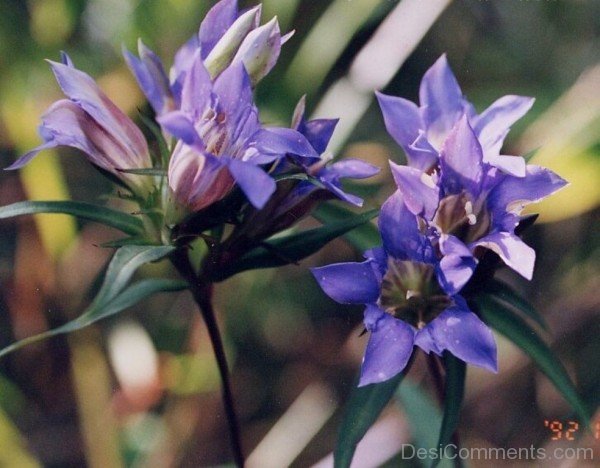 Adorable Japanese Gentian Flowers