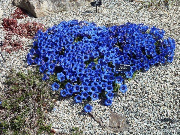 Adorable Pyrenean Trumpet Gentian Flowers-nba501DC0927