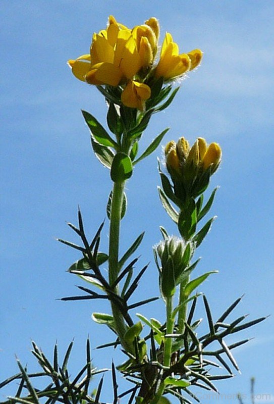 Adorable Spanish Gorse Flowers