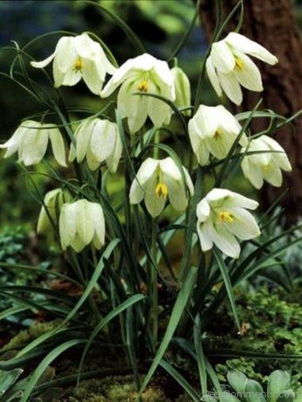 Adorable White Snake’s Head Fritillary Flowers