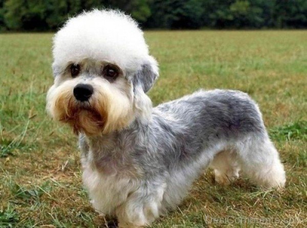 Afro Hairstyle Puppy