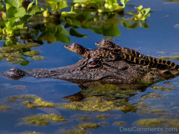 Alligator With Babies-db027