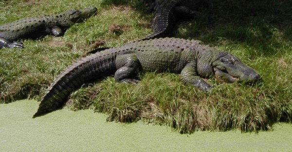 Alligators