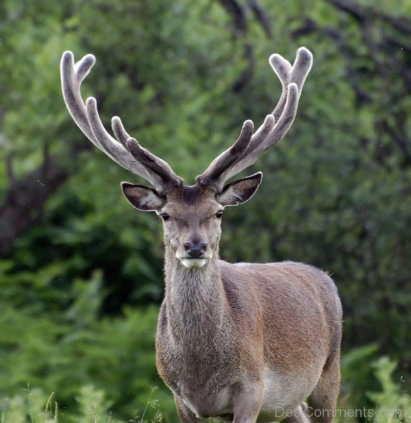 Amazing Bactrian Red Deer