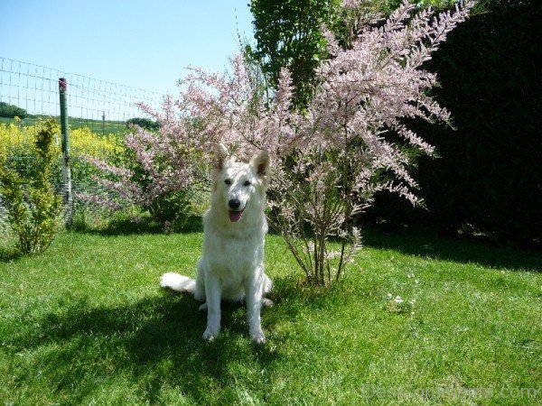 Amazing Berger Blanc Suisse Dog