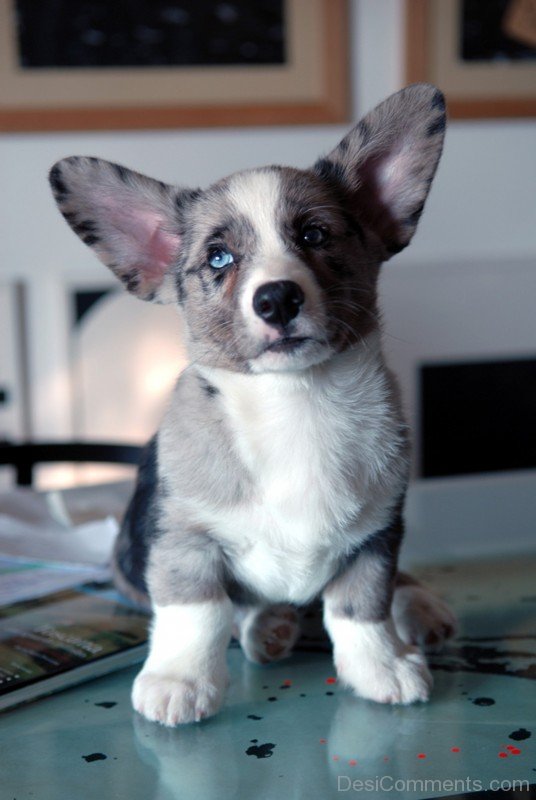 Amazing Cardigan Welsh Corgi Dog