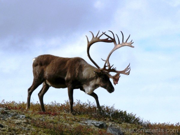 Amazing Caribou