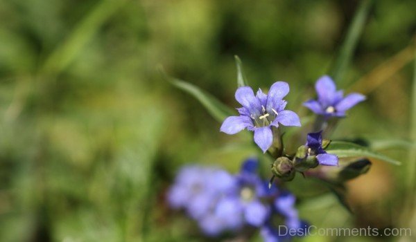 Amazing Dahurian Gentian Flowers