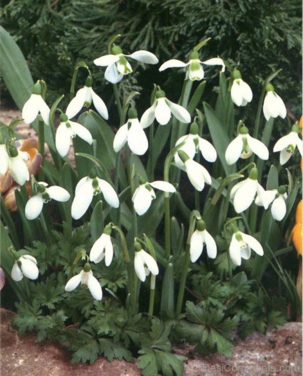 Amazing Elwes's Snowdrop Flowers-dft502DEsi019