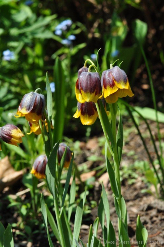 Amazing Fritillaria Michailovskyl Flowers