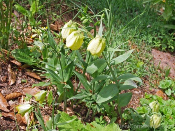 Amazing Fritillaria Pallidiflora Flowers