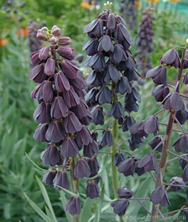 Amazing Fritillaria Persica Flowers