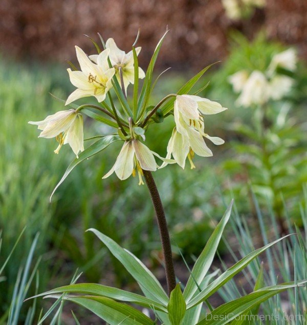 Amazing Fritillaria Raddeana Flowers