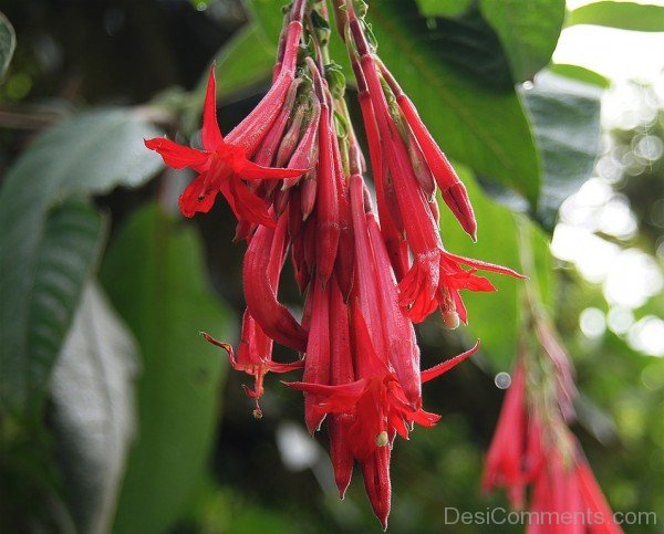 Amazing Fuchsia Boliviana Flowers