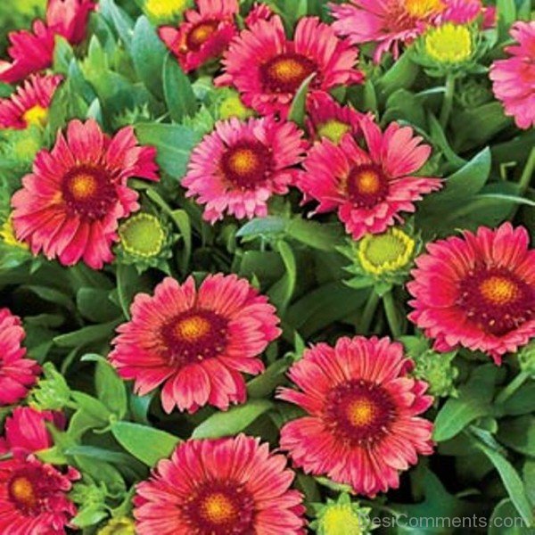 Amazing Gaillardia Arizona Flowers