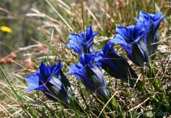 Amazing Gentiana Clusii Flowers-YUP902DC9813