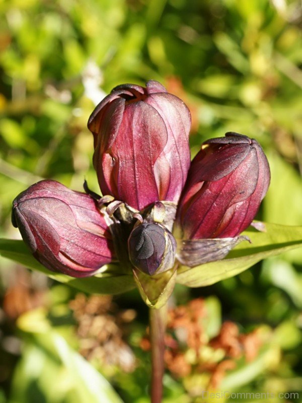 Amazing Gentiana Purpurea