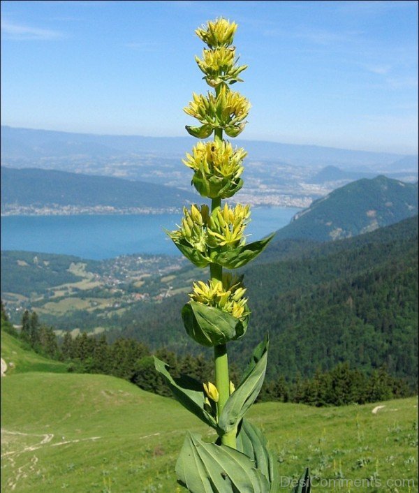 Amazing Giant Yellow Gentian