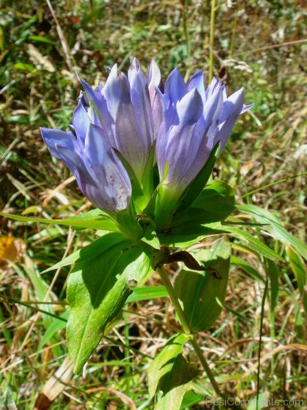 Amazing Japanese Gentian Flowers