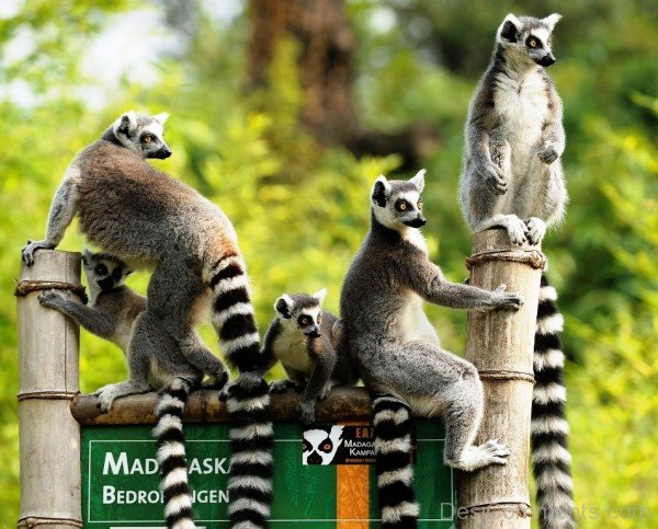 Picture Of Lemurs Image