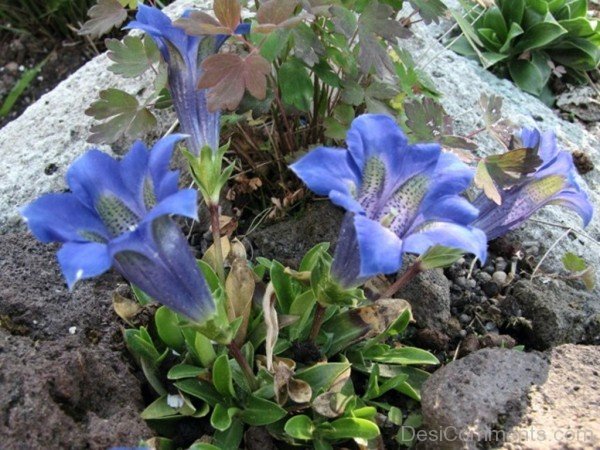 Amazing Pyrenean Trumpet Gentian Flowers-nba502DC0917