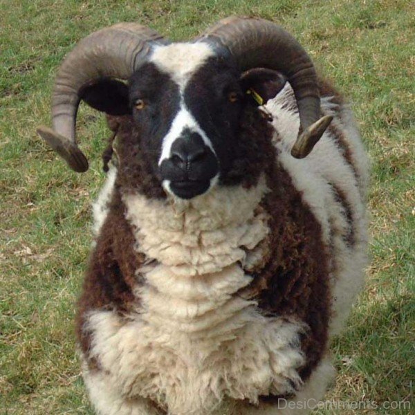 Amazing Ram Sheep