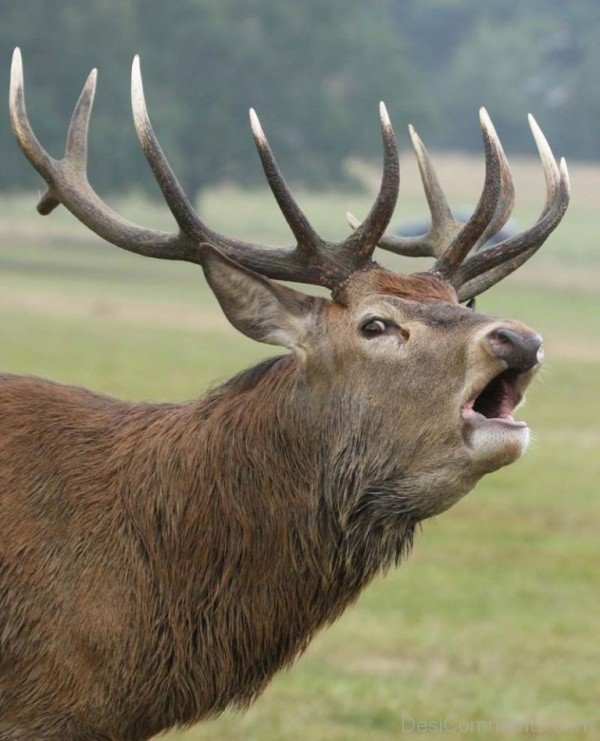 Amazing Red Deer Is Roaring