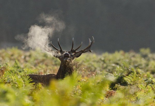 Amazing Red Deer Roaring