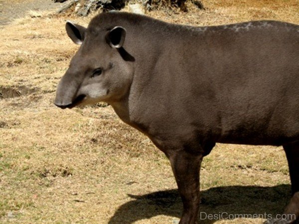 Amazing Tapirs