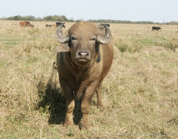 Amazing Water Buffalo Wallpaper