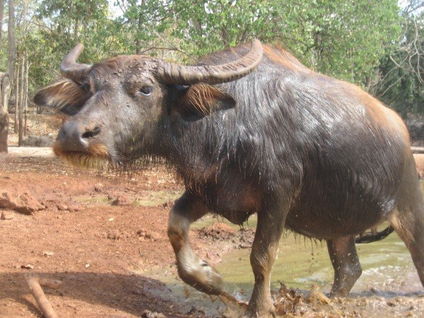 Amazing Water Buffalo