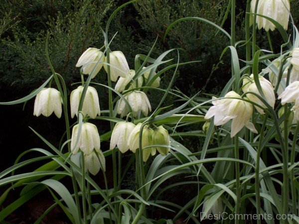 Amazing White Snake’s Head Fritillary Flowers