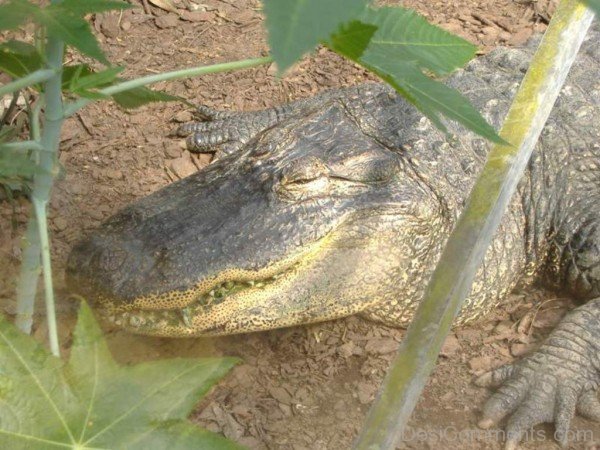 American Alligator Head