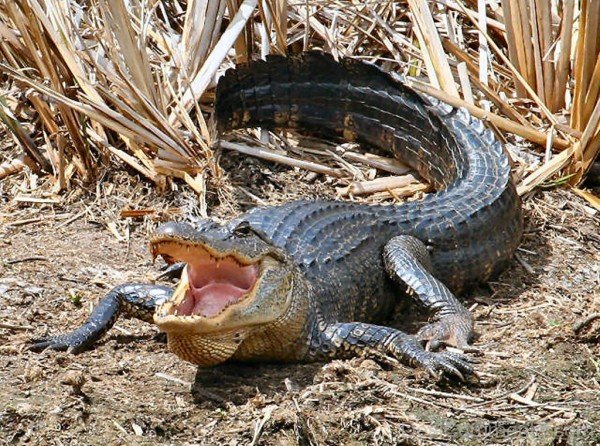 American Alligator