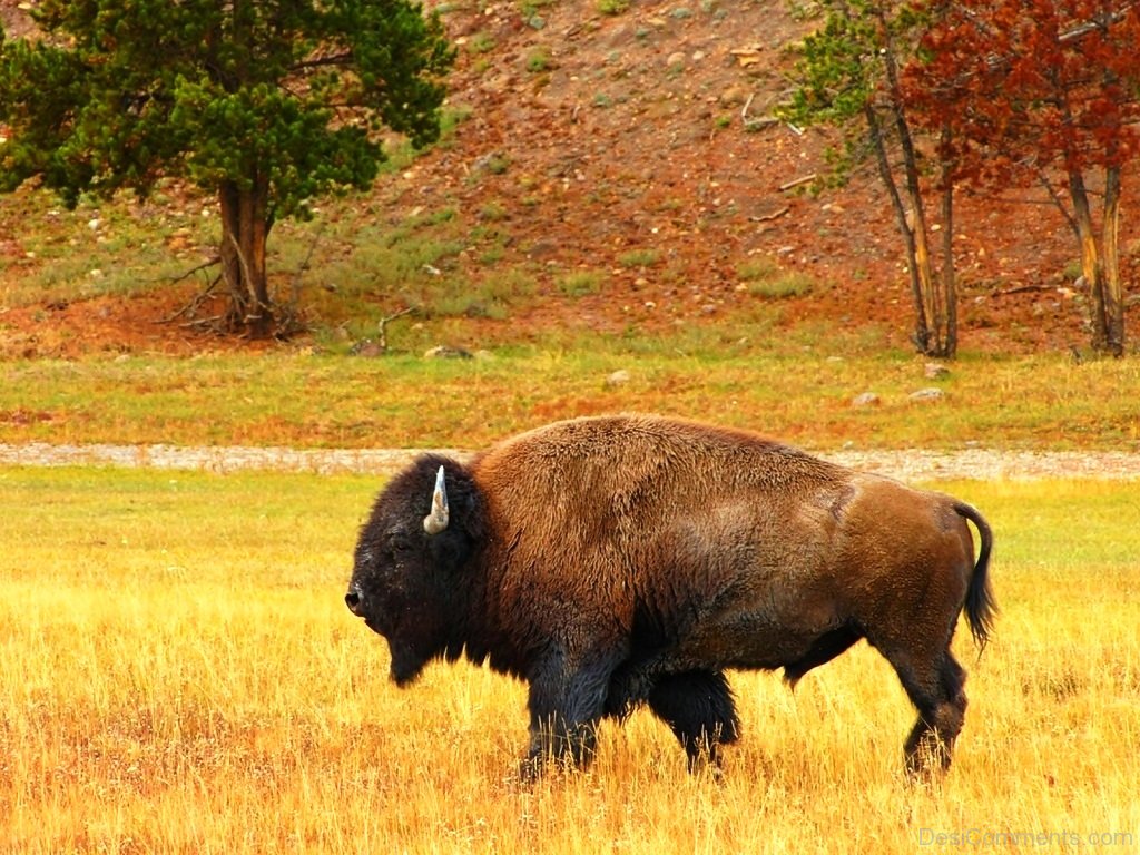 American Bison Animal - DesiComments.com