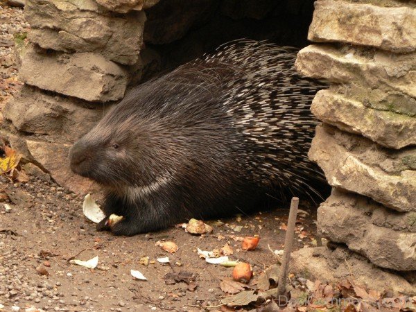 Angelic Porcupine