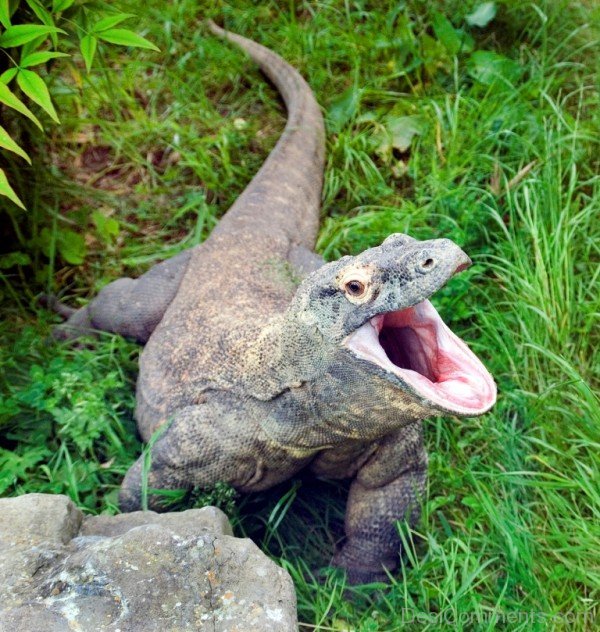 Angry Konodo Dragon